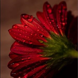 “I Surround Myself With People Who Inspire Me!”🌹